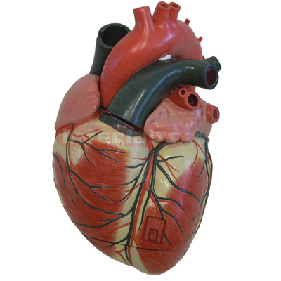 Interlabs? Heart Model, 3X Mag 3 Pc